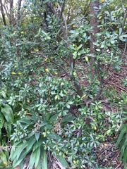 Pittosporum crassifolium