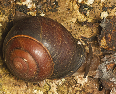 Sphaerospira fraseri