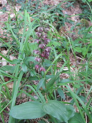 Epipactis