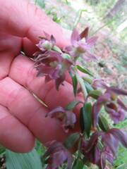 Epipactis