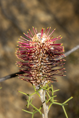 Grevillea paradoxa
