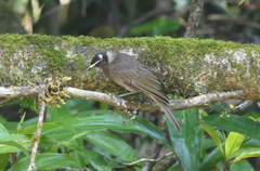 Bolemoreus frenatus