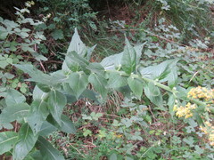 Verbascum chaixii