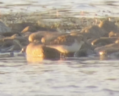 Calidris minuta