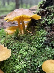 Chrysomphalina chrysophylla