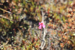 Utricularia multifida