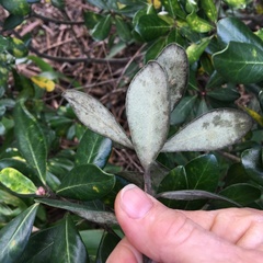 Pittosporum crassifolium