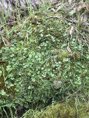 Asplenium flabellifolium