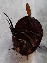 Polyphaga aegyptiaca