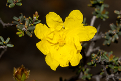 Hibbertia drummondii
