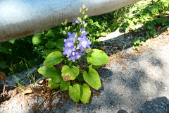 Campanula pyramidalis