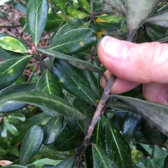 Pittosporum crassifolium