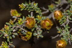 Hibbertia drummondii