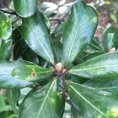 Pittosporum crassifolium