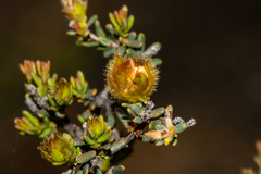 Hibbertia drummondii