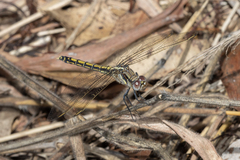 Orthetrum caledonicum