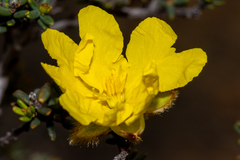 Hibbertia drummondii