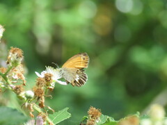 Coenonympha arcania