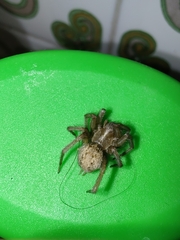 Lycosoides coarctata