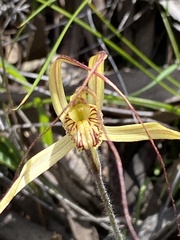 Caladenia polychroma