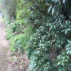 Pittosporum crassifolium