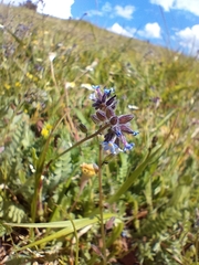 Myosotis discolor