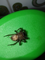 Lycosoides coarctata