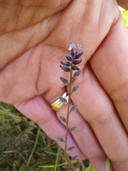 Myosotis discolor
