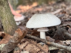 Agaricus sylvicola