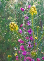 Boronia ledifolia