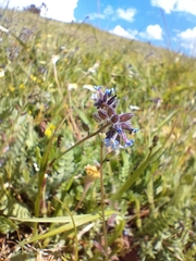 Myosotis discolor