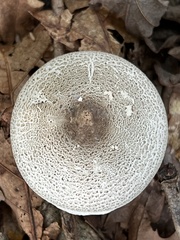 Agaricus sylvicola