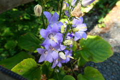 Campanula pyramidalis