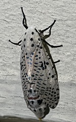 Polyphagozerra coffeae