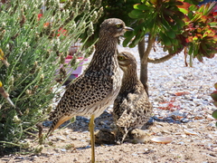 Burhinus capensis capensis
