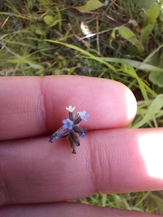 Myosotis discolor