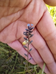 Myosotis discolor