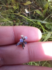 Myosotis discolor
