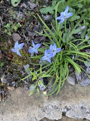 Ipheion uniflorum