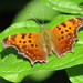 Polygonia comma - Photo (c) Mike Leveille,  זכויות יוצרים חלקיות (CC BY-NC), uploaded by Mike Leveille