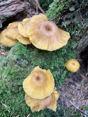 Chrysomphalina chrysophylla
