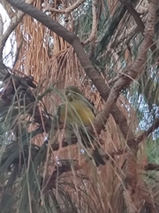 Serinus canaria