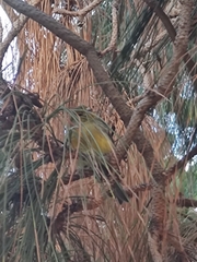Serinus canaria