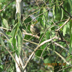 Argya striata