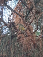 Serinus canaria