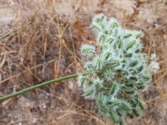 Daucus setifolius