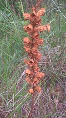 Orobanche gracilis