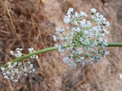 Daucus setifolius