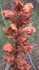 Orobanche gracilis