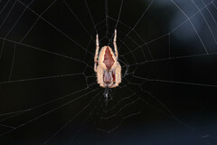 Hortophora